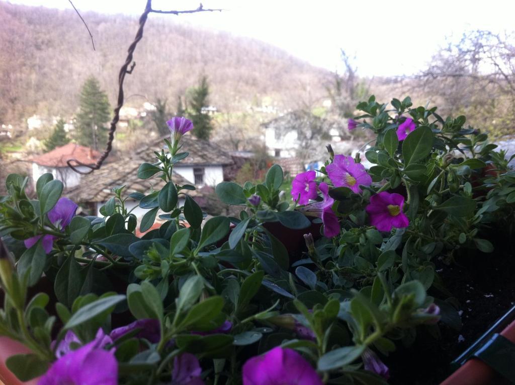 Stefanina 4* Bozhentsi